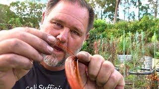 What Happens When You Put Copper Wire Through a Tomato Stem?