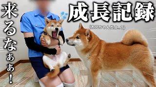 【ん…成長した？】柴犬の子犬と先住犬こまちゃんが仲良くなるまでの成長記録【生後2ヶ月〜6ヶ月まで】