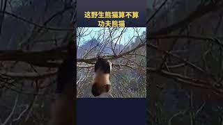 雅安山林里野生熊猫#国宝不愧是国宝 #大熊猫 #野生动物零距离 #野生熊猫