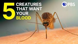 The Bizarre Biology of 5 Bloodsucking Creatures | Deep Look