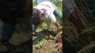 OMG! Amazing Fish Searching - Little Boy Catfish Catching Secret Hole in the Paddy Field