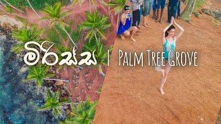 මිරිස්ස | Mirissa Palm Tree Grove | Aerial