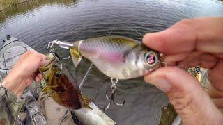 Relaxing Evening Fishing Bass And Pike