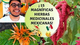 15 Hierbas medicinales originarias de México / Plantas originarias de México