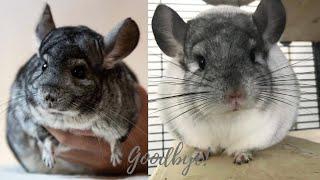 Leaving Youtube + Chinchillas Go Up For Adoption