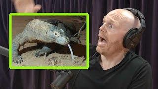 Komodo Dragons Freak Bill Burr Out!