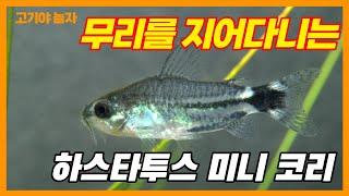 청소는 나에게 맡겨라! 바닥청소 물고기 미니 코리 하스타투스- 고기야놀자 Leave the cleaning to me.  mini Corydoras hastatus