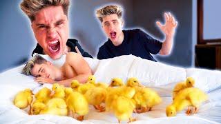 TWIN BROTHER WAKES UP WITH DUCKS PRANK | MARTINEZ TWINS