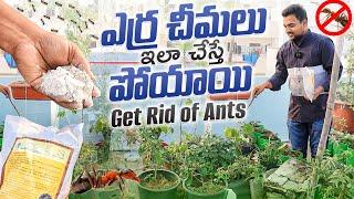 ఎర్ర చీమలు ఇలా చేస్తే పోయాయి Get rid of Red Ants in Organic method #ants #pesticide