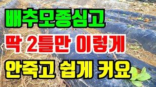 배추 딱2틀만 이렇게하면 안죽고 잘 커요