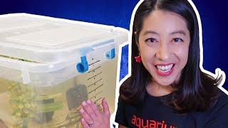 How to Make a Quick & Easy Quarantine Tank