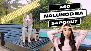 Blackwood Nature Homes - Pet-Friendly Private Resort in Tanay Rizal Where Dogs Can Swim #glamping