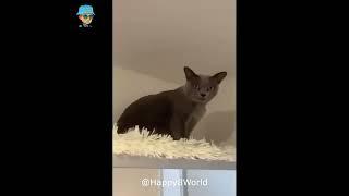 Кумедні тваринки :) Смешные животные :) funny animals #27