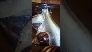 My Giant African land snail / Мои ахатины #shorts