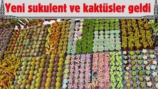 YENİ SATIŞ VİDEOSU SUKULENTLER KAKTÜSLER GELDİ. #kaktus #sukulent #succulent #çiçek #cactus #flowers