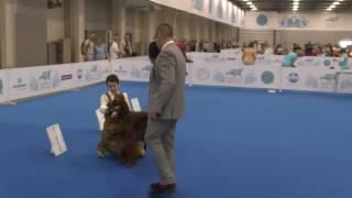 World Dog Show 2016. Irish red setter. BOB veteran