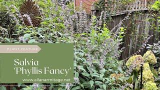 Plant Review: Salvia 'Phyllis Fancy'