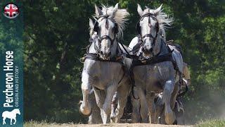 Percheron Horse, the most exported draft horses in the world, Origin of the breeds