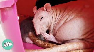 Hairless Rat Scares People With Looks. But He Still Asks For Cuddles | Cuddle Buddies