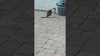 all good stuff #cats #kitty #kettens #catsvsdogs #catsvideo    #catlover #catlovers