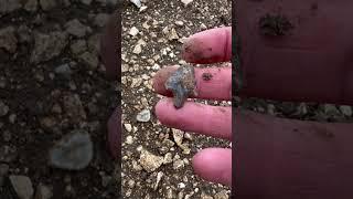 Finding a Stone Age barbed and tanged flint arrowhead form the Early Bronze Age in England.