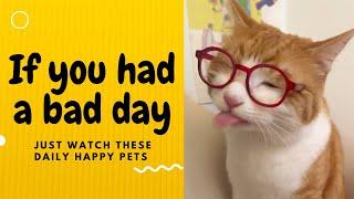 If you had a bad day, just watch these daily happy pets | Day 78