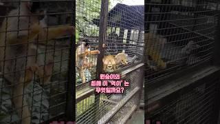 원숭이가 배고플때 사람이랑 똑닮