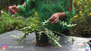 Beginners guide to The Fishbone Cactus propagation | Disocactus Anguliger