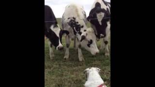 Fern and cow friends