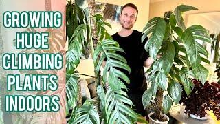 CHOP & EXTEND TUTORIAL - Grow large climbing plants indoors