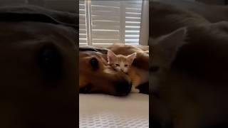 Funniest Animals Video New Funny Cats And Dogs Videos