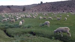 Field of Sheep in the Sierra Nevada Mountains