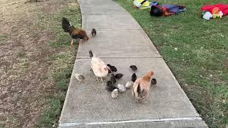 Baby Chicks | Chickens in Hawaii | 10.09.2021