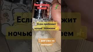 Ящер Цезарь убежал  #видео #ящерица #динозавр #животные #питомец