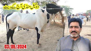 Today Domail Mandi Fatehjang Rate’s update`06Sep2024-Part03Sunny Video Fateh Jang Cow Mandi 2024