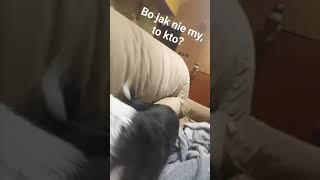 #Bo jak nie my, to kto#Cat #Cat Amber #Amber #dog #dog Kijanek #Kijanek