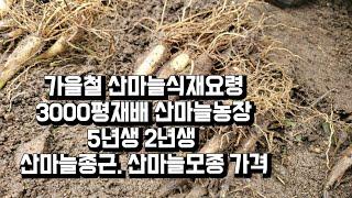 산마늘재배방법 산마늘식재요령 5년근 산마늘종구 산마늘종근가격 시세