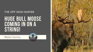 HUGE Bull Moose Comes Into Cow Call! MOOSE | THE OFF GRID HUNTER