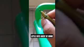 unique guest at home and helped him to reach its home #viral