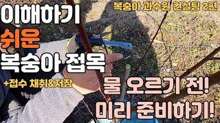 물 오르기 전 미리 접목 준비하기! 이해하기 쉬운 복숭아 접목 + 접수 채취&저장(복숭아 과수원 컨설팅 2편)