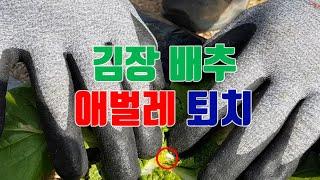 김장 배추 애벌레 퇴치