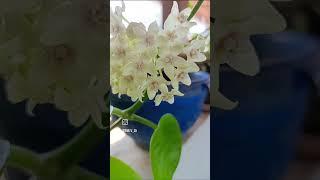 Hoya Carnosa Pink & White Blooms | My White Hoya's First Bloom!