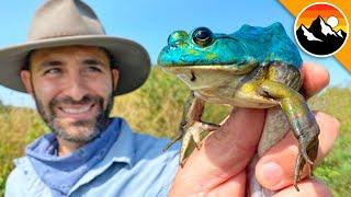 BLUE FROG CAUGHT! - Genetic Mutant!