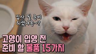 고양이 입양준비 꿀팁~! 반려 전 준비물품 15가지!