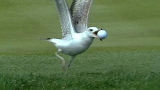 Seagull steals ball on No. 17 at THE PLAYERS in 1998