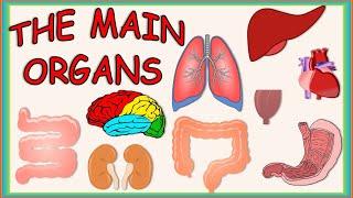 THE MAIN ORGANS OF THE BODY FOR KIDS, LOS ORGANOS PRINCIPALES DEL CUERPO