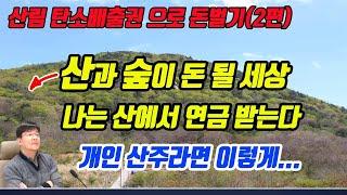 (꿀팁) 임야 산지가 돈 됩니다. 산림 탄소배출권으로 수익 내는 방법