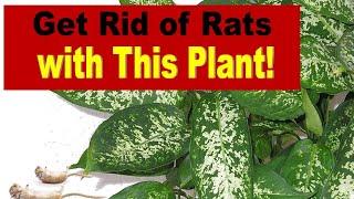 How to get Rid of Rats Naturally: Herb Garden Series #1