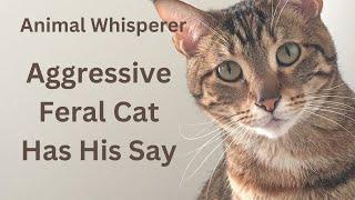 Cat Aggression: Henry's Story as told to an animal communicator