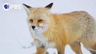 Fox Hunts Prey Deep Under Snow